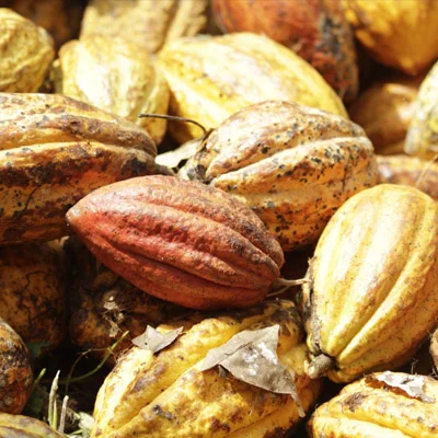 Cinnamon Bark Extract ingredient used in Gluconara