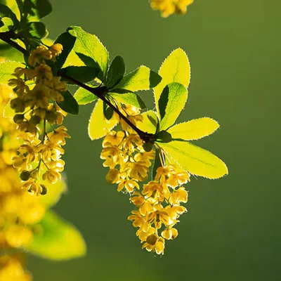 Gymnema Sylvestre ingredient used in Gluconara